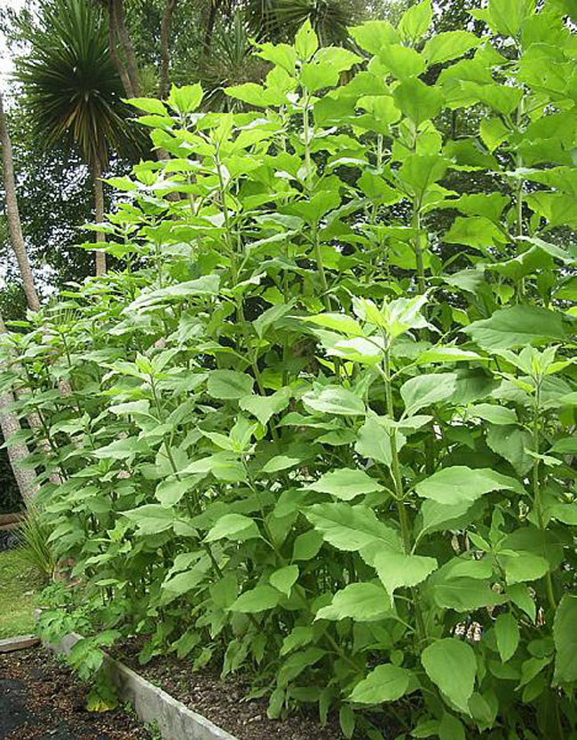  p data-id="gnwiifjqb1">姜不辣,植物名,属 a target="_blank" href=