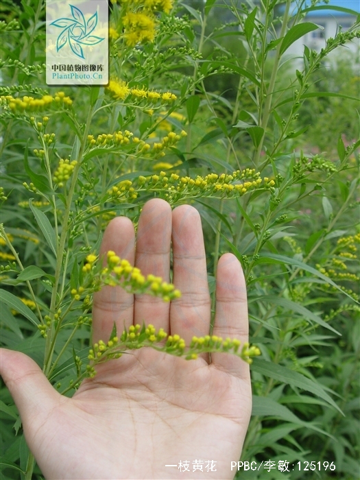 solidago decurrens lour.