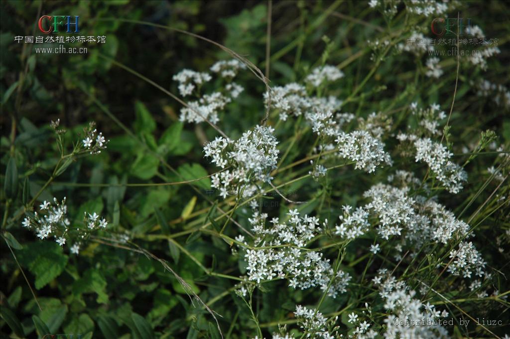  p>长蕊石头花(学名: i>gypsophila oldhamiana /i> miq.