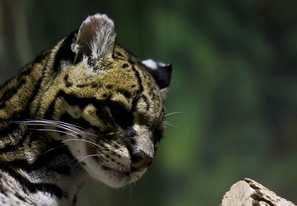  p>虎猫(学名: i>leopardus pardalis /i>):共有10个 a href="#" data