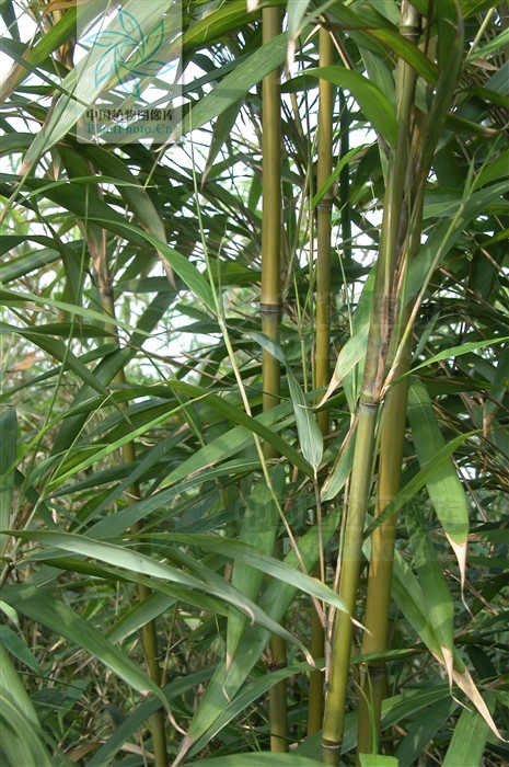  p>茶竿竹(学名: i>pseudosasa amabilis /i> (mcclure) keng f.