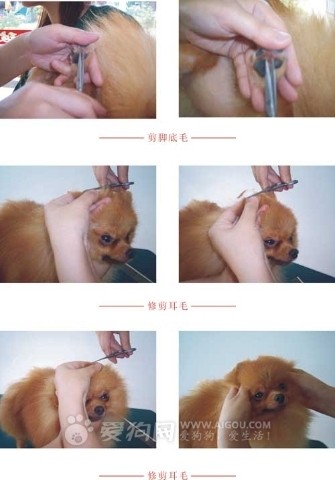  p>贵宾犬(poodle),也称"贵妇犬",又称"卷毛狗",在德语中,pudel是"