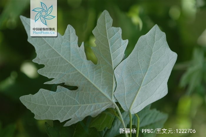  p>新疆杨(学名: i>populus alba /i> var.  i>pyramidalis /i> bge.