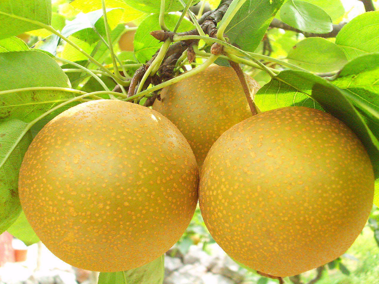 data-lemmaid="9641113">福泉市 /a>特产,全国农产品地理标志