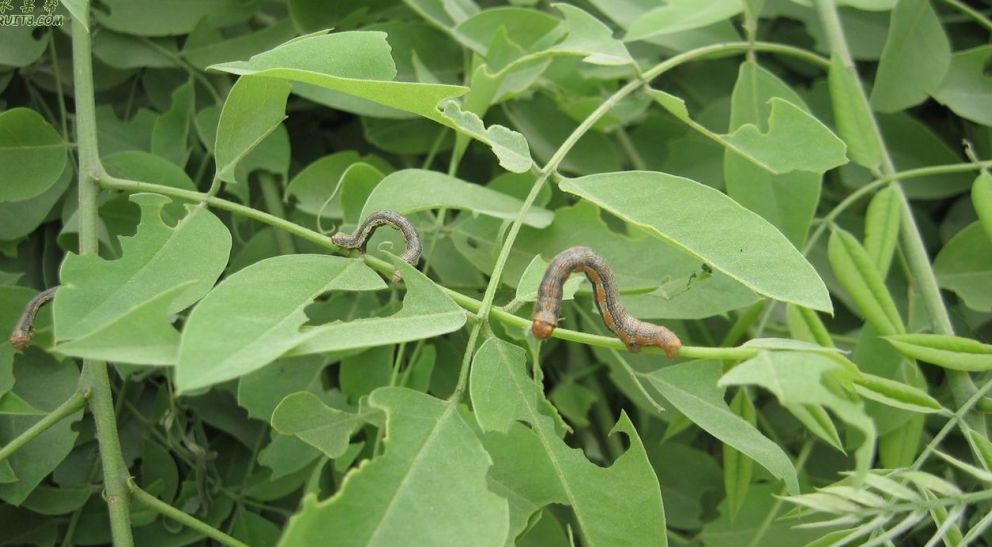  p>尺蠖(chǐ huò), a href="#" data-lemmaid="4339231">尺蛾 /a>的