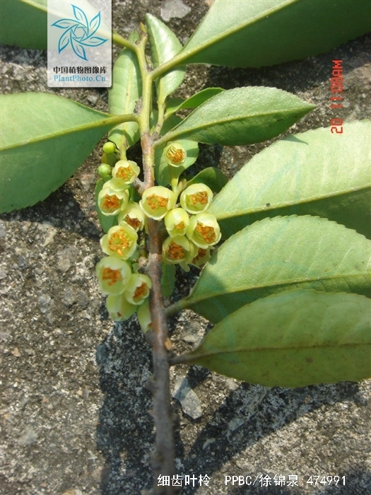 细齿叶柃