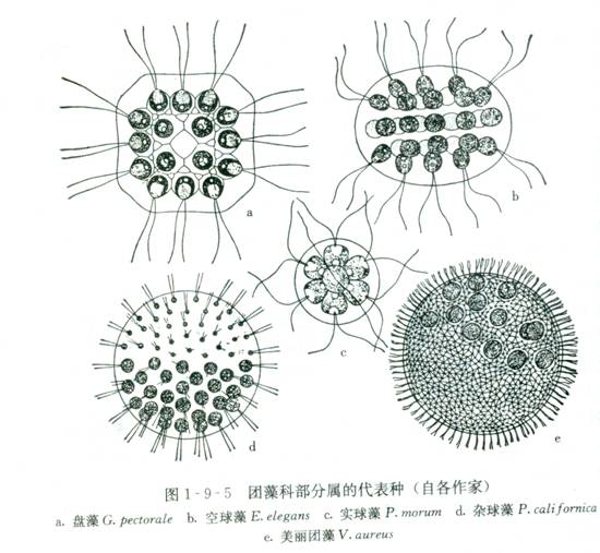  p>微囊藻属,色球藻目的 1属,又名多胞藻属.