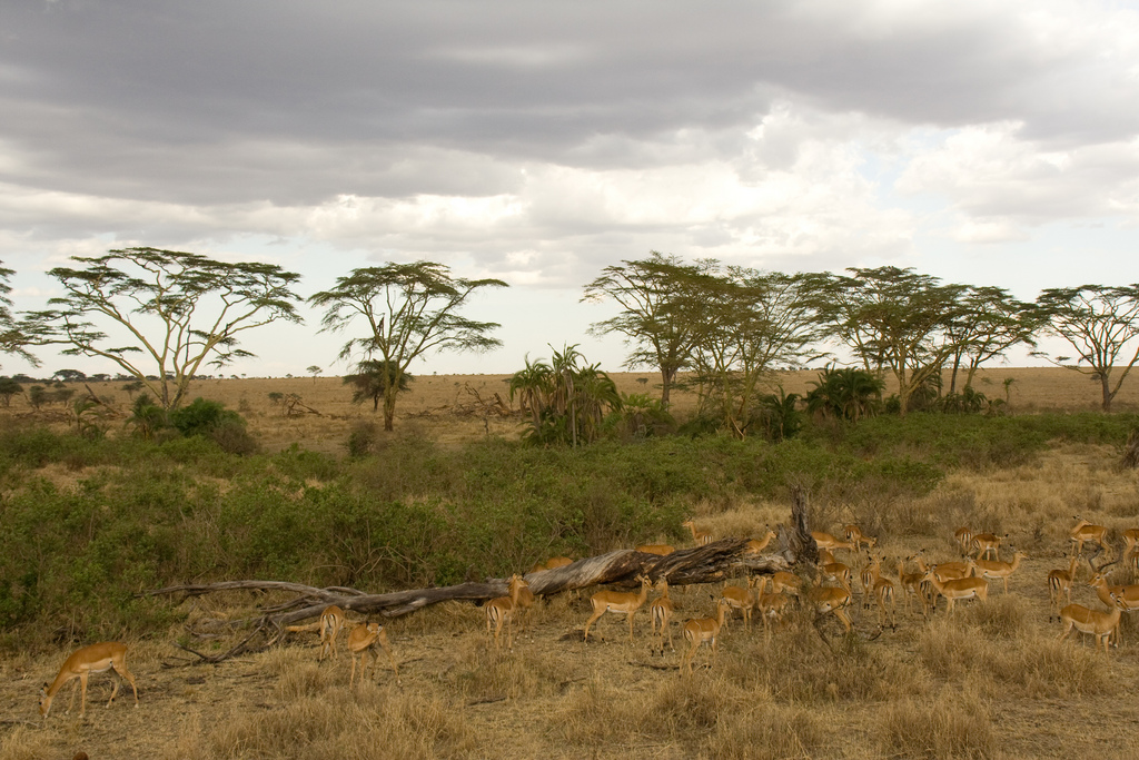  p>塞伦盖蒂国家公园(serengeti national park) 位于 a href="#"