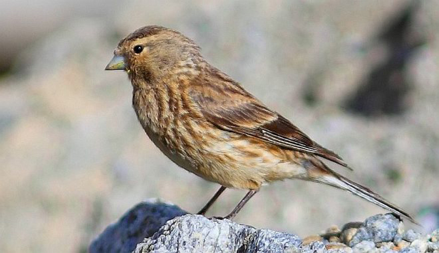  p>黄嘴朱顶雀(学名: i>linaria flavirostris /i>):为燕雀科金翅雀属