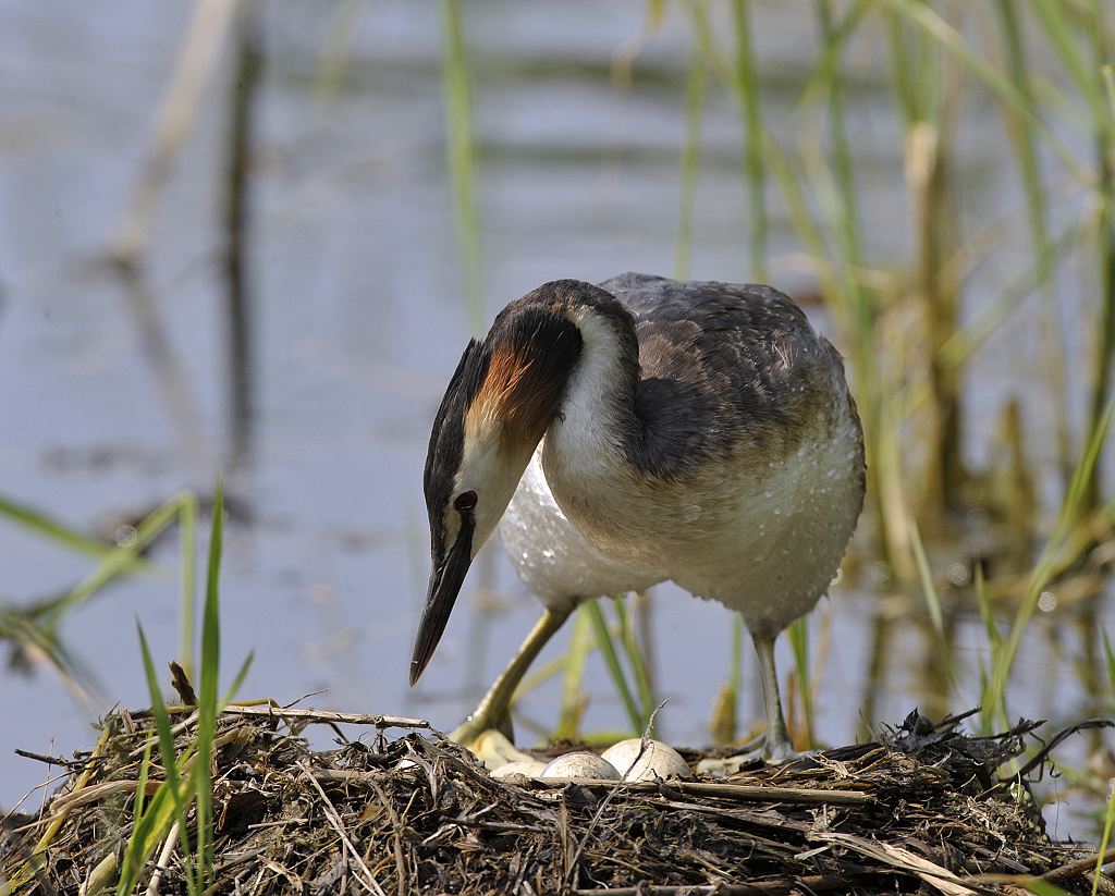  p>新西兰鸊鷉是一种 a target="_blank" href="/item/游禽/1117951"