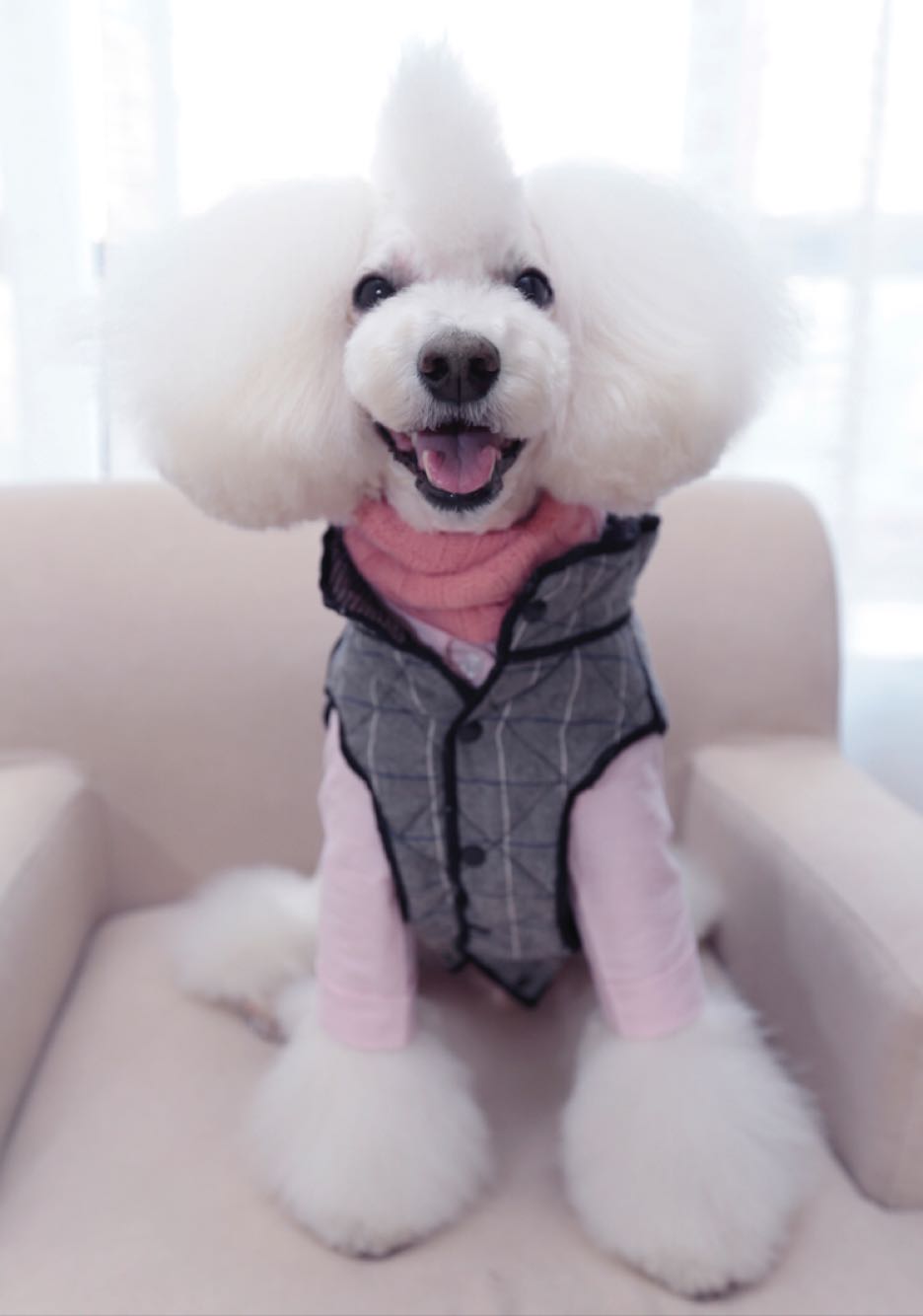 p>贵宾犬(poodle),也称"贵妇犬",又称"卷毛狗",在德语中,pudel是"