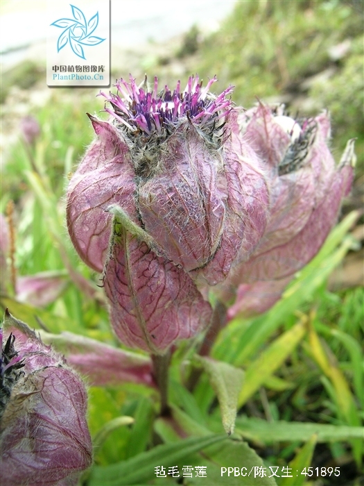  p>毡毛雪莲是菊科 a href="#" data-lemmaid="3078177">风毛菊属 /a>