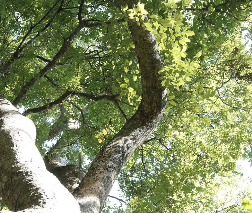  p>大果紫檀(学名: i>pterocarpus /i>  i>macrocarpus /i> kurz)是