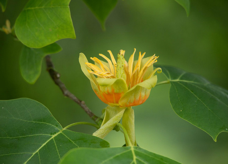  p>北美鹅掌楸(学名: i>liriodendron tulipifera /i>  linn.