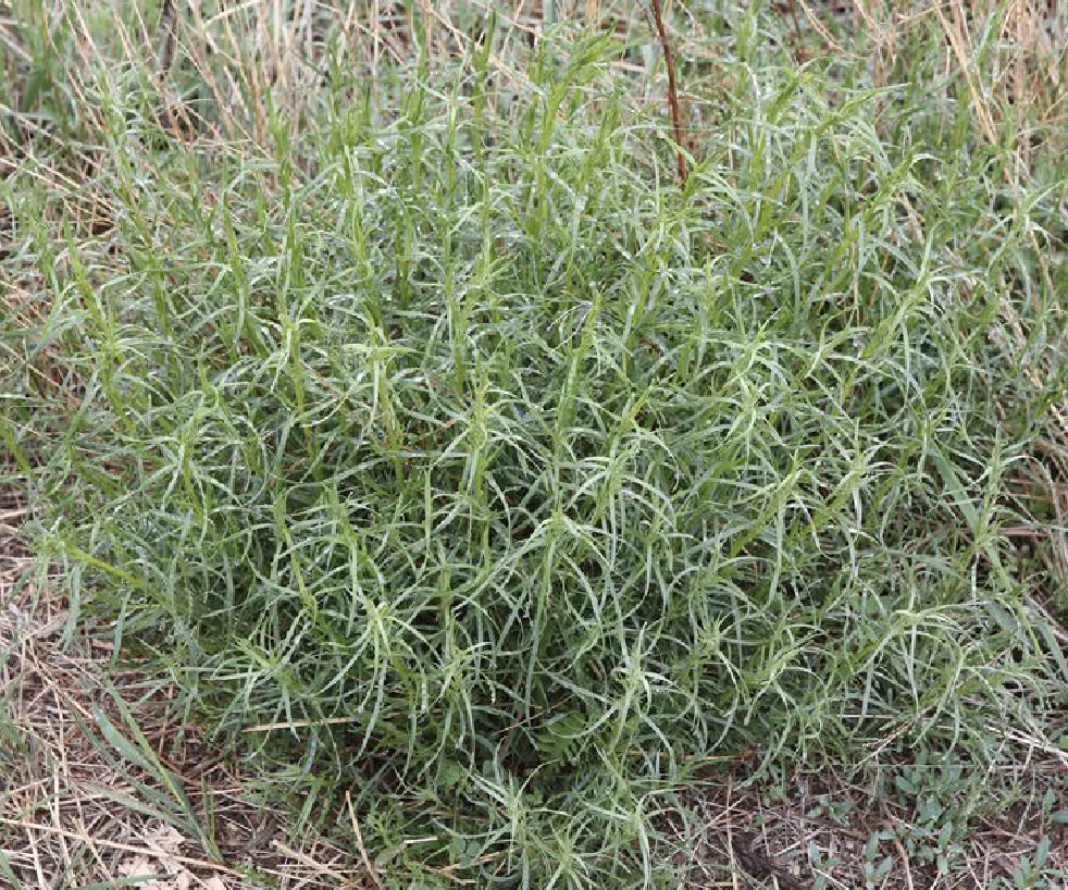  p>龙蒿(学名: i>artemisia dracunculus /i> l.)是菊科蒿属植物.