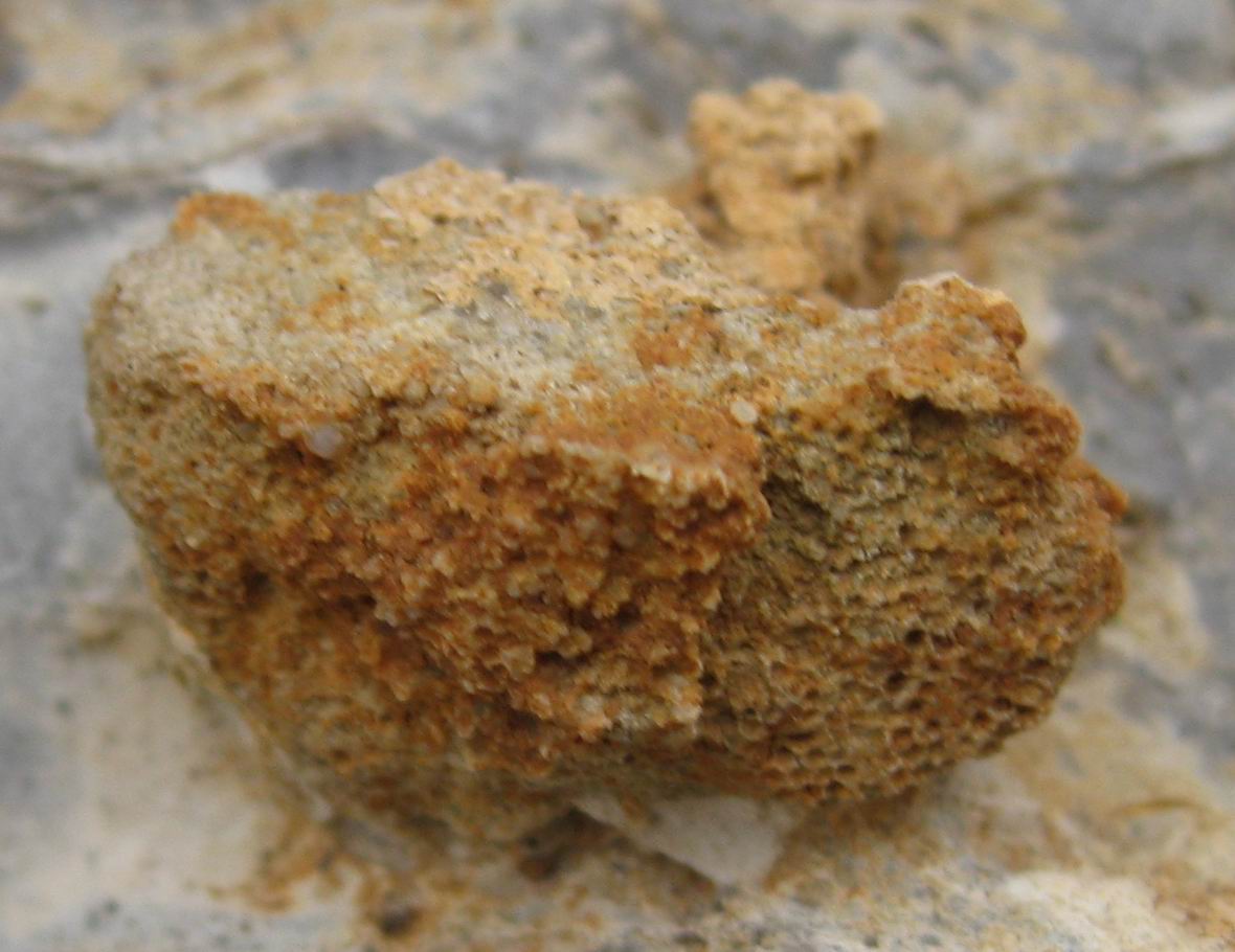  p>生物沉积(biogenic deposit)是指由生物活动结果形成的沉积物.