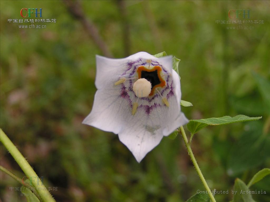 codonopsis clematidea