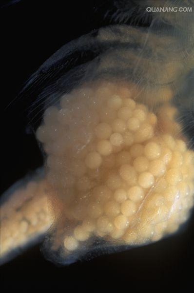  p>卤虫(brine shrimp)也称盐水 a>丰年虫 /a>.