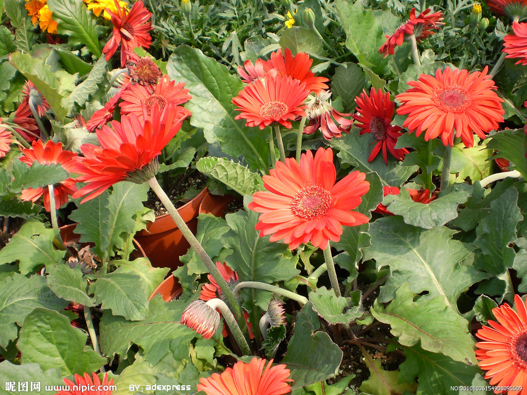  p>小红菊(学名: i>chrysanthemum chanetii /i>)为 a target="_blank