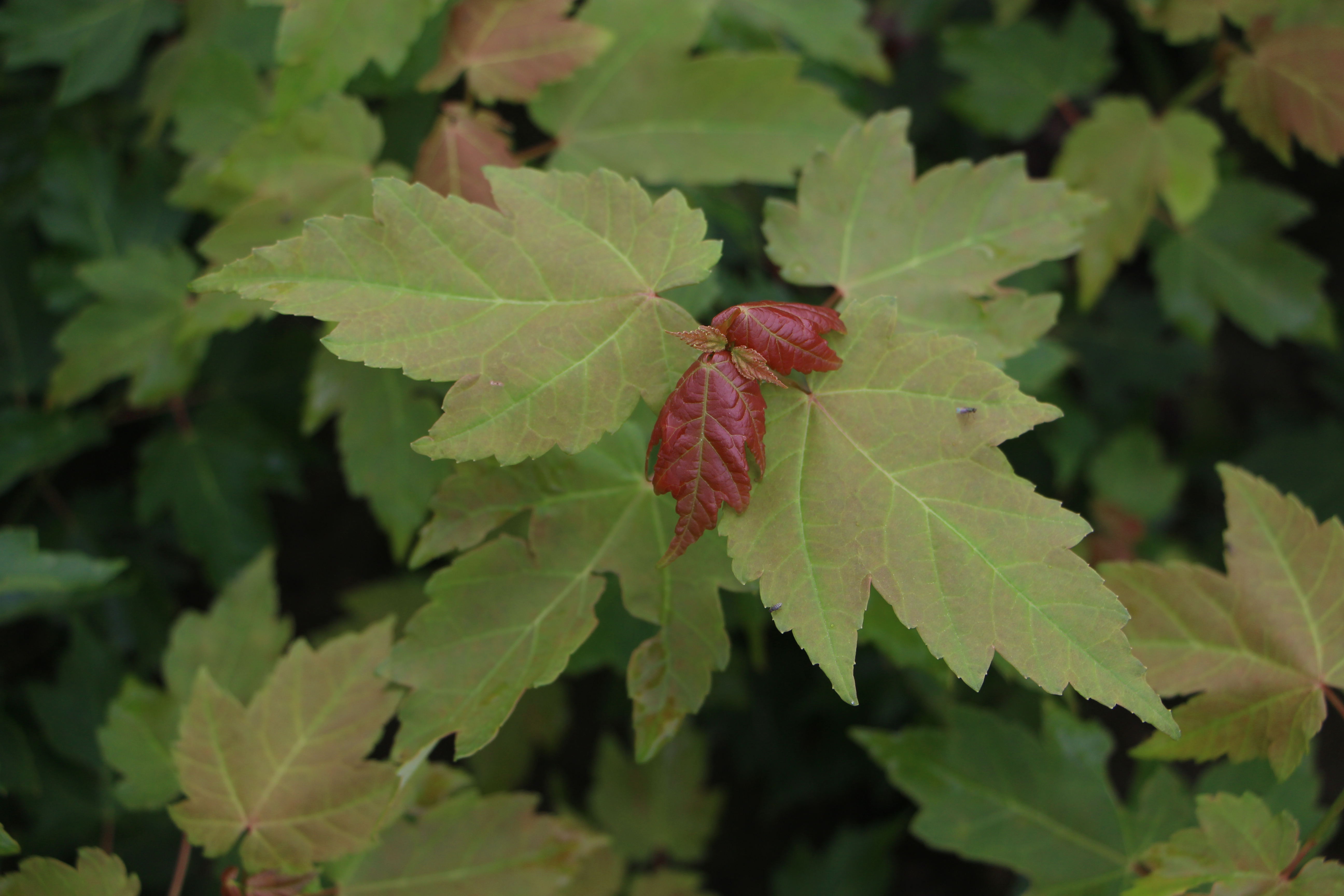 美国改良红枫夕阳红枫
