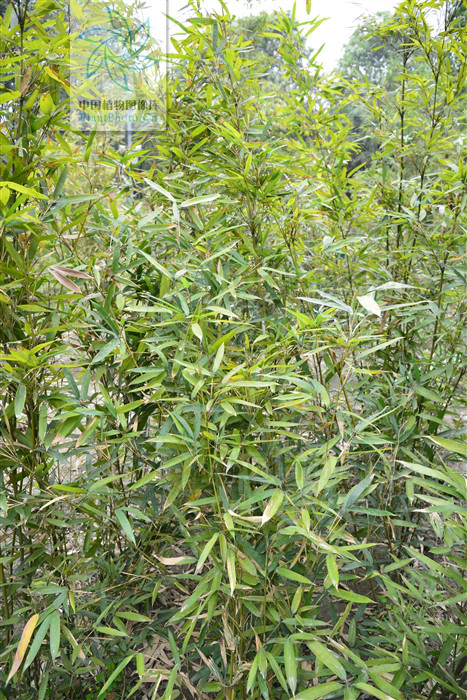  p> b>近实心茶竿竹 /b>( a href="#" data-lemmaid="8074290">学名 