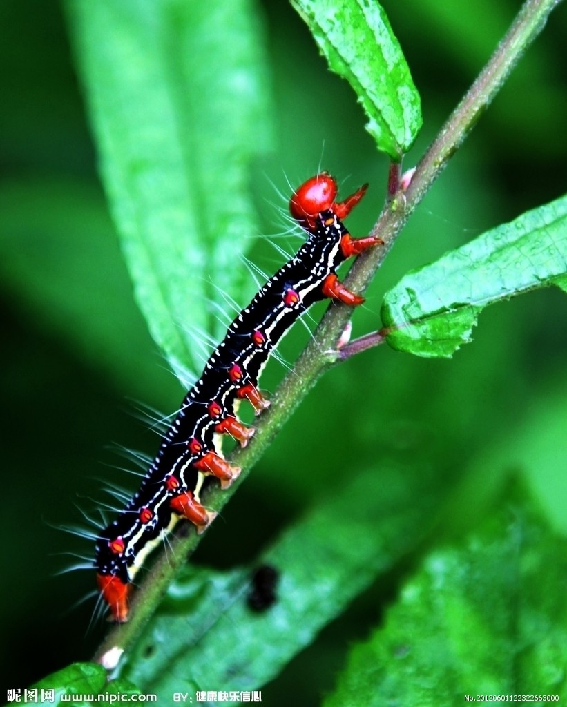  p data-id="tj7g4ignumid">毛毛虫是鳞翅目昆虫的幼虫.