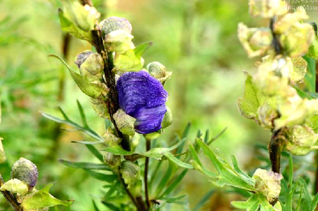 多年生 a target="_blank" href="/item/草本">草本 /a>植物.