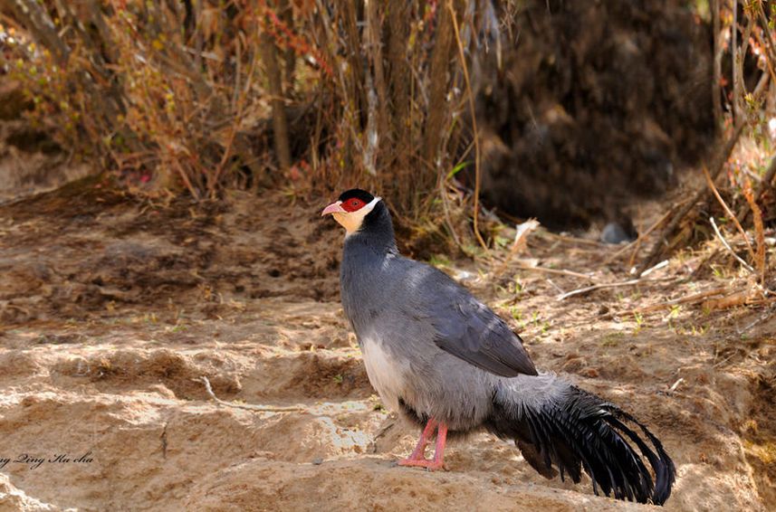  p>藏马鸡(学名: i>crossoptilon harmani /i>)也叫 a target="_blank