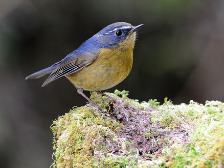  p>白眉林鸲(学名: i>tarsiger indicus /i>)是鹟科,鸲属小型鸟类,体