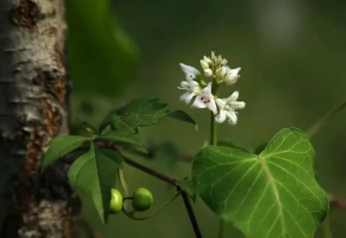 《诗经》中的芄兰，原来是我们乡下一种喂猪的野菜_百科TA说