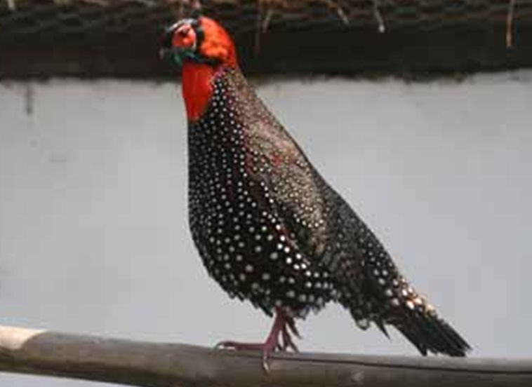  p>黑头角雉(学名: i>tragopan melanocephalus /i>):全长648-735毫米