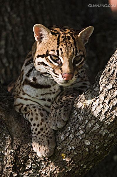  p>美洲豹猫 ocelot  a href="#" data-lemmaid="230981">猫科 /a>