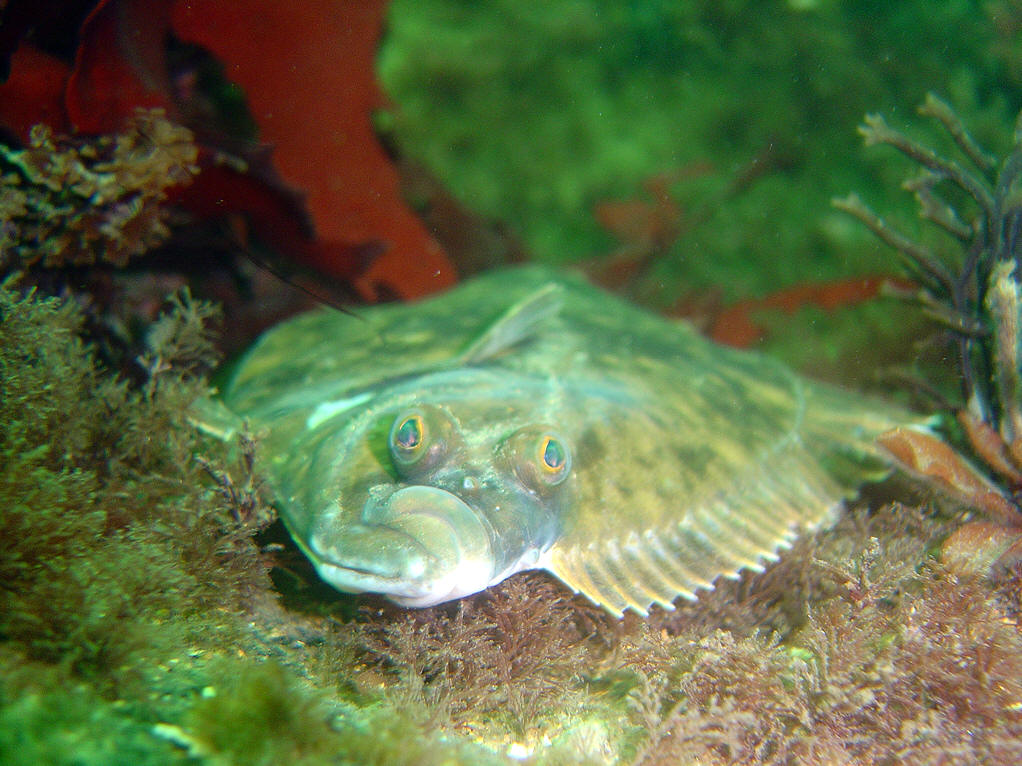 太平洋大比目鱼