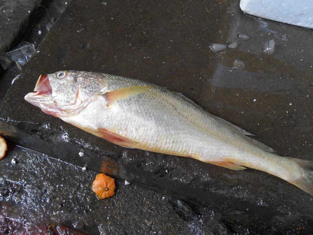  p>大米鱼,一作鮸鱼(音 miǎn),形似 a href="#" data-lemmaid="66871