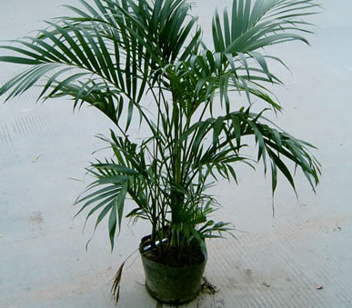  p>富贵椰子学名为拱叶竹节椰( i>chamaedorea cataractarum /i> mart