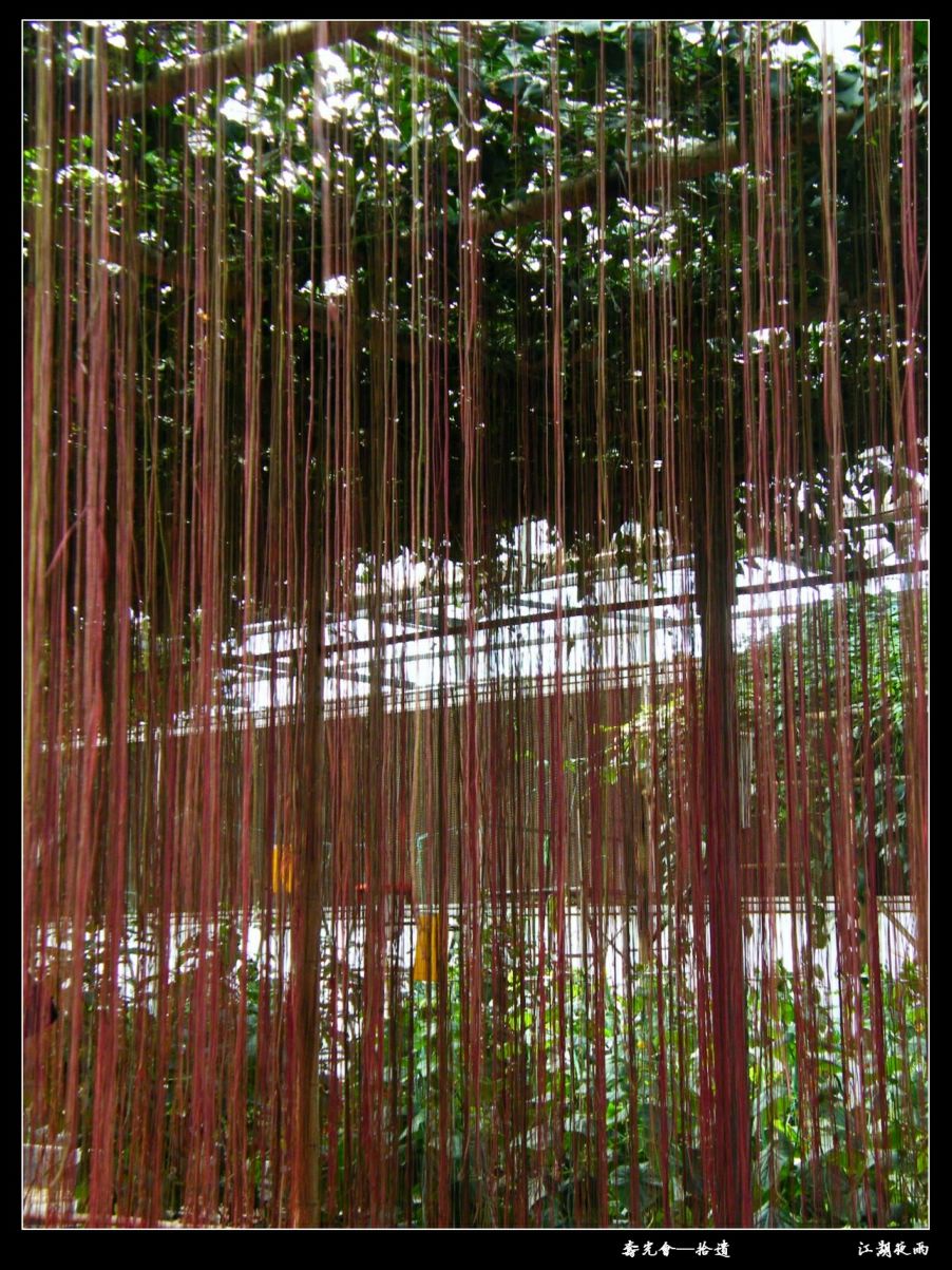  p>锦屏藤(学名: i>cissus sicyoides /i> l.