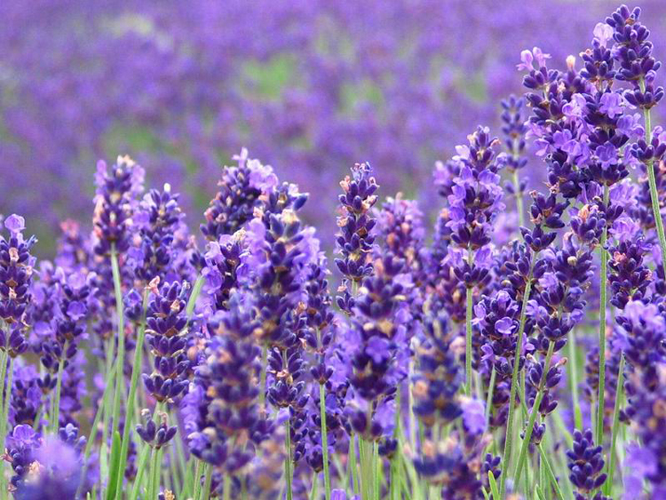 又名香水植物,灵香草, a target="_blank" href="/item/香草/1283"