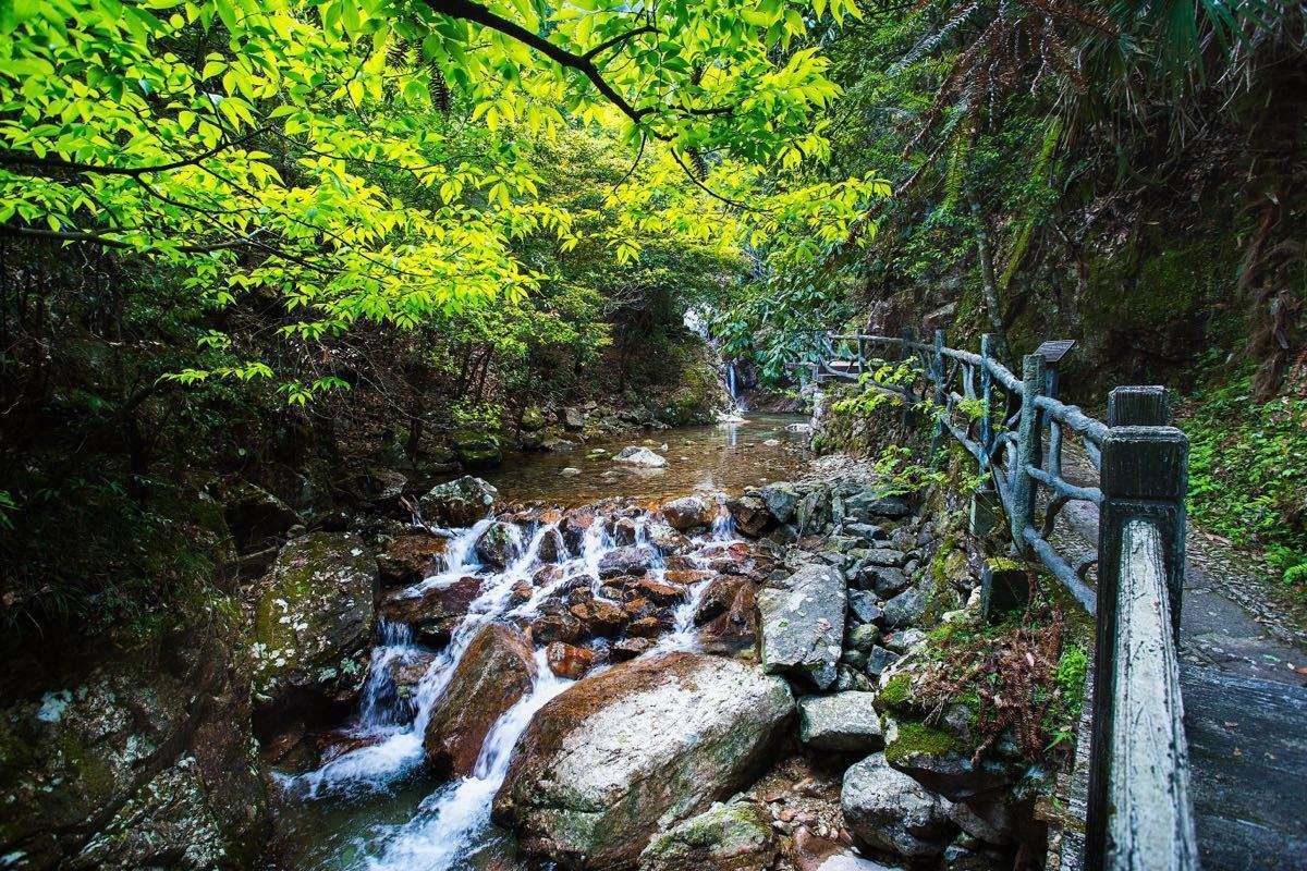 浙南箬寮原始林景区