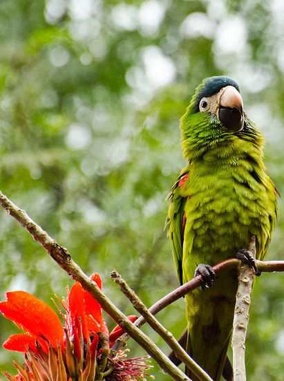  p>红肩金刚鹦鹉(学名: i>diopsittaca nobilis /i>)产于美洲热带地区