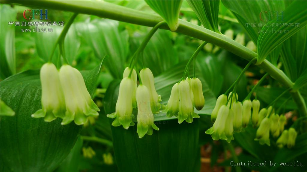  p>多花黄精(学名: i>polygonatum cyrtonema  /i>hua)是百合科黄精属