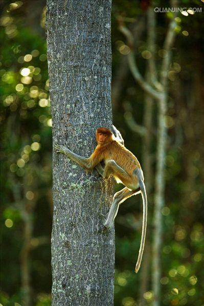  p>长鼻猴(学名: i>nasalis larvatus /i>),是东南亚 a href="#" data