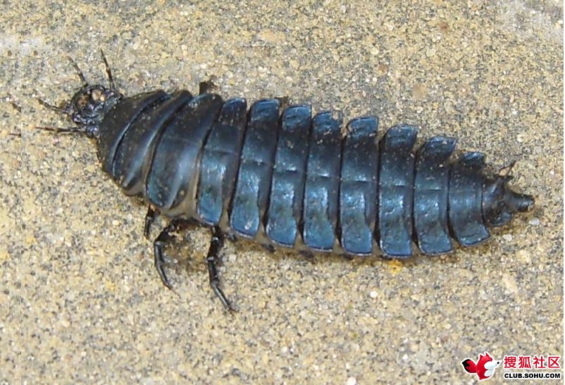  p>鼠妇又名鼠负,负蟠,鼠姑,鼠黏,地虱等,是甲壳纲(crustacea)等足目