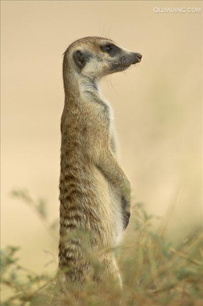  p>狐獴(学名: i>suricata suricatta) /i>,头尾长42-60厘米,是一种