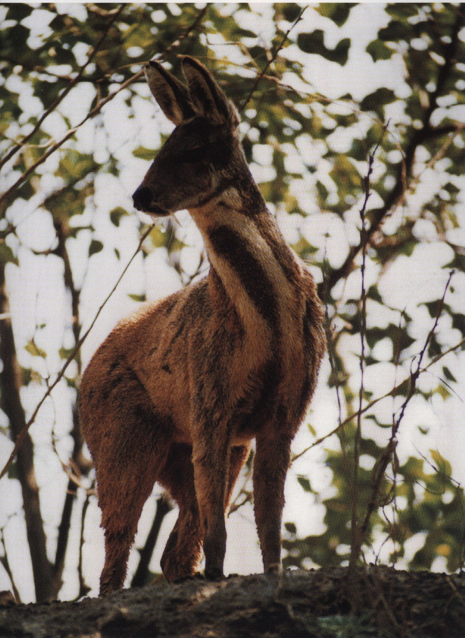  p>原麝(学名: i>moschus moschiferus /i>),俗称香獐子,是麝科,麝属