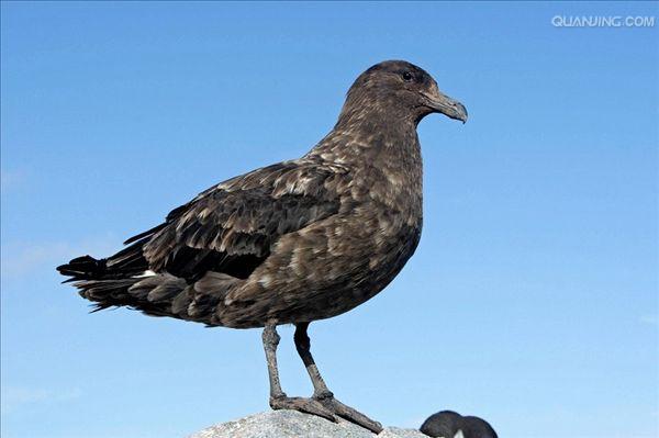 south polar skua