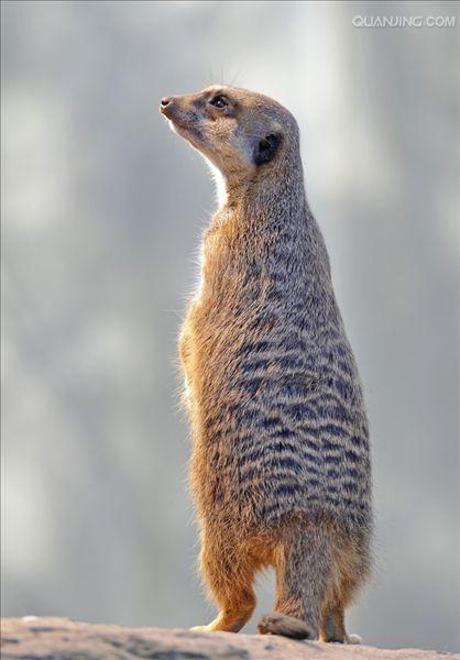 p>狐獴(学名: i>suricata suricatta) /i>,头尾长42-60厘米,是一种
