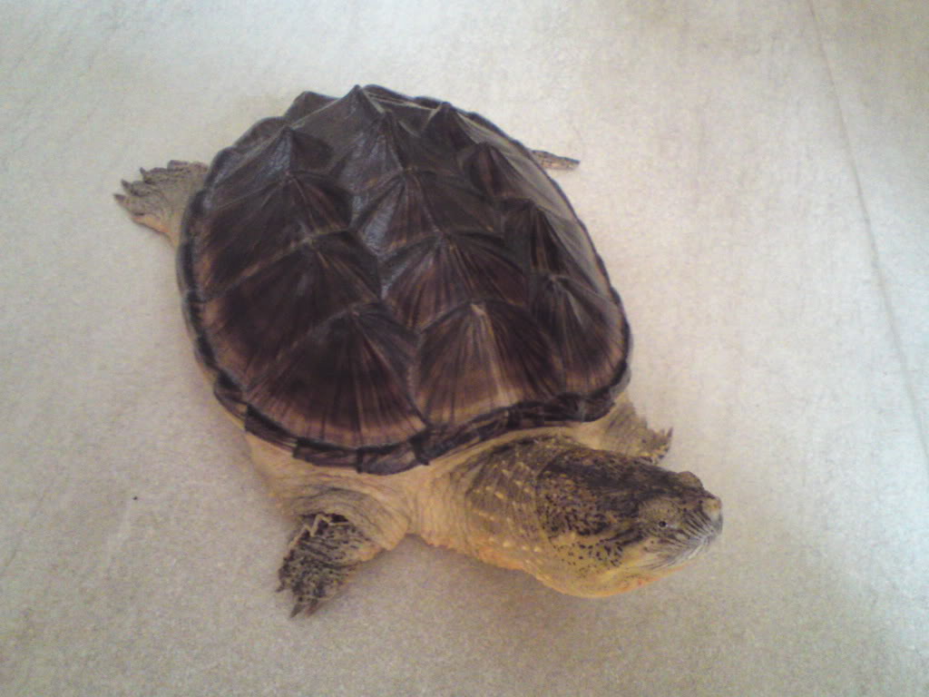  p>鳄龟,是现存最古老的 a href="#" data-lemmaid="3676">爬行动物 