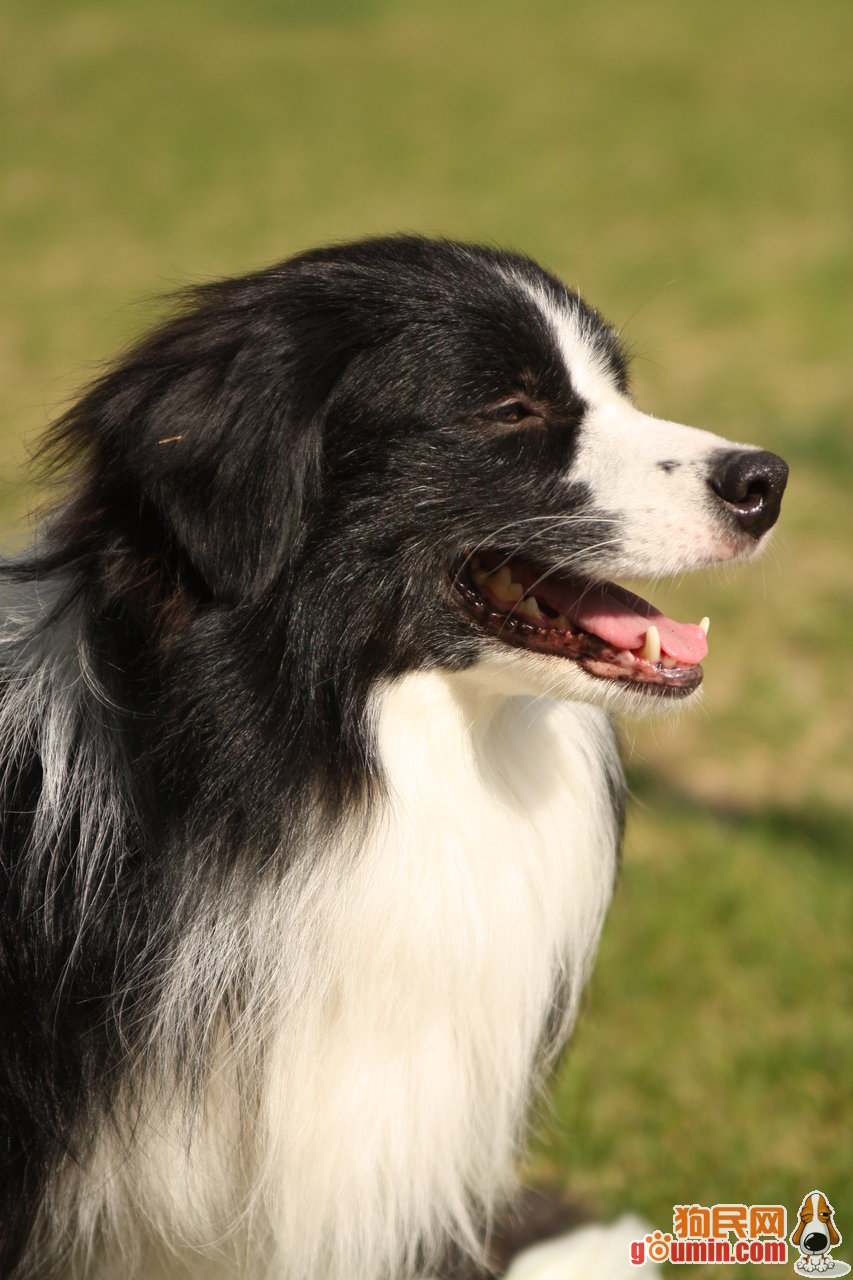 前由水手将 a target="_blank" href="/item/波兰低地牧羊犬/623302"