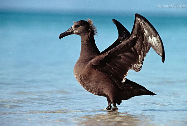  p>黑脚信天翁(学名: i>phoebastria nigripes /i>)为鹱形目 a target