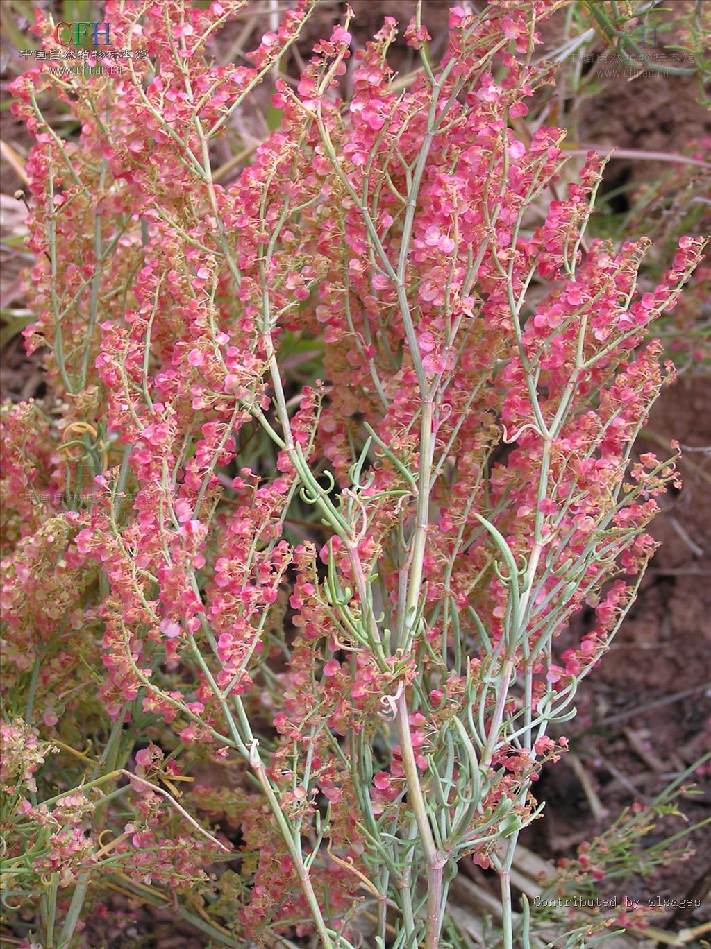 rumex hastatus d. don